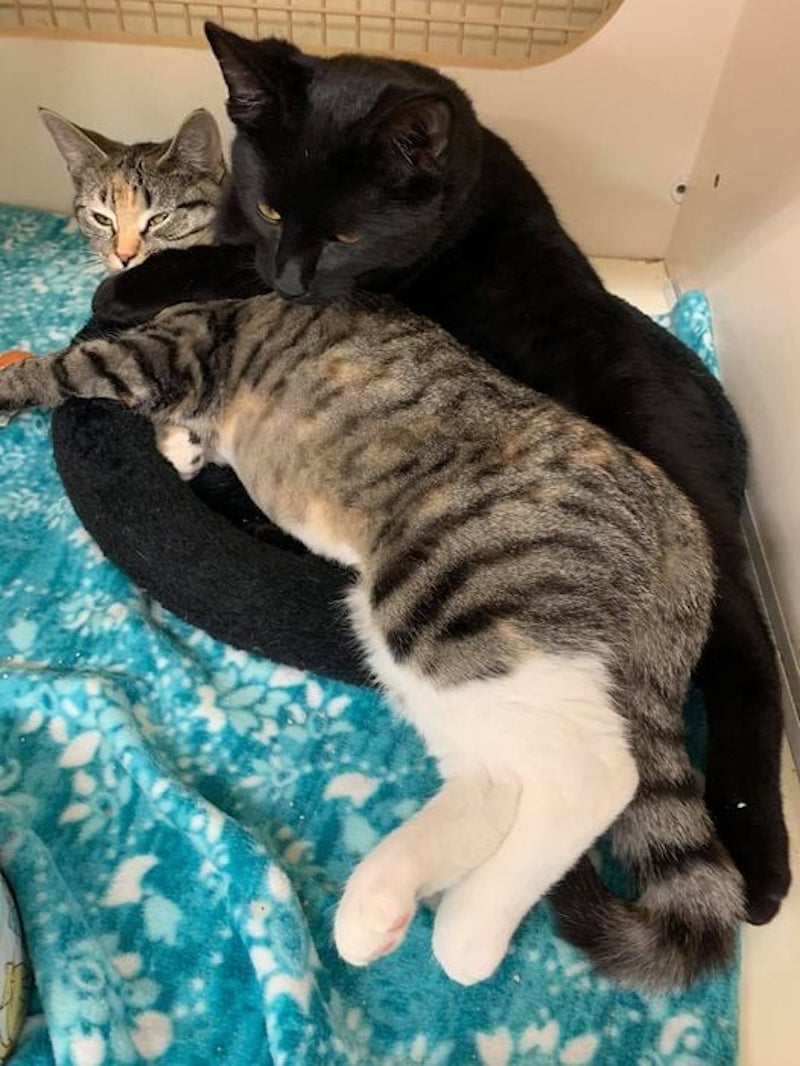 this photo shows a pair of cats curled up together on a blanket at the Kitten Angels shelter in Schenectady, New York