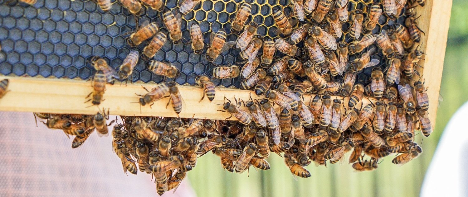 this photo shows honey bees in action