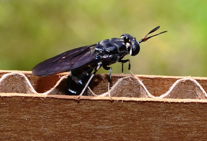 this photo shows a black soldier fly, which could be essential to sustainable farming and insect cultivation.