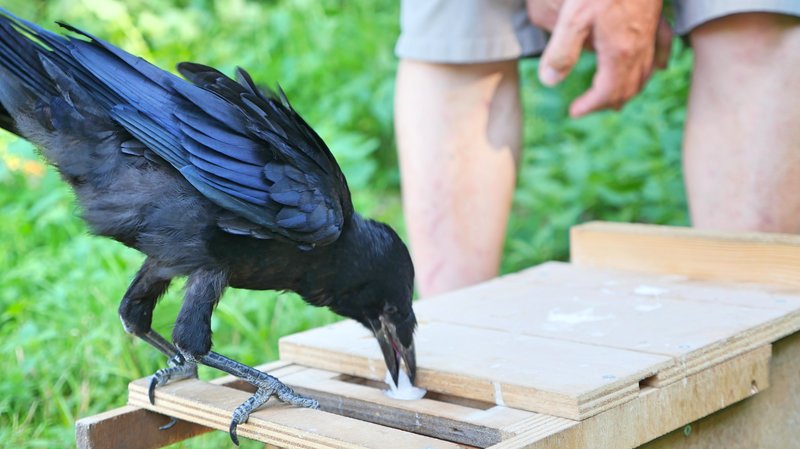 this photo shows a crow picking up litter at Puy du Fou