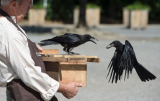 this photo shows crows that pick up litter at Puy du Fou theme park in France