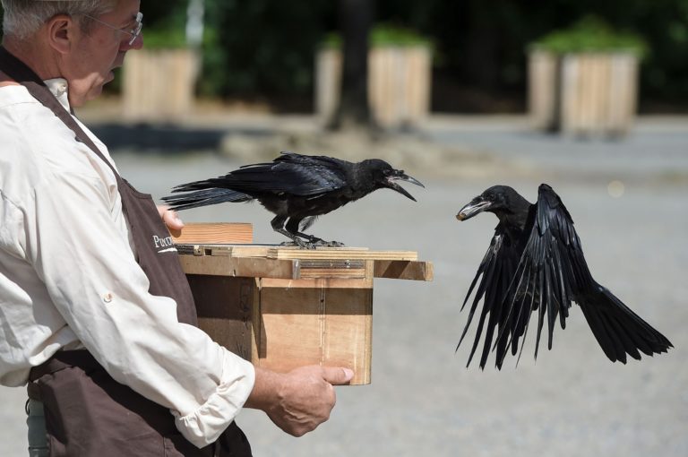 this photo shows crows that pick up litter at Puy du Fou theme park in France