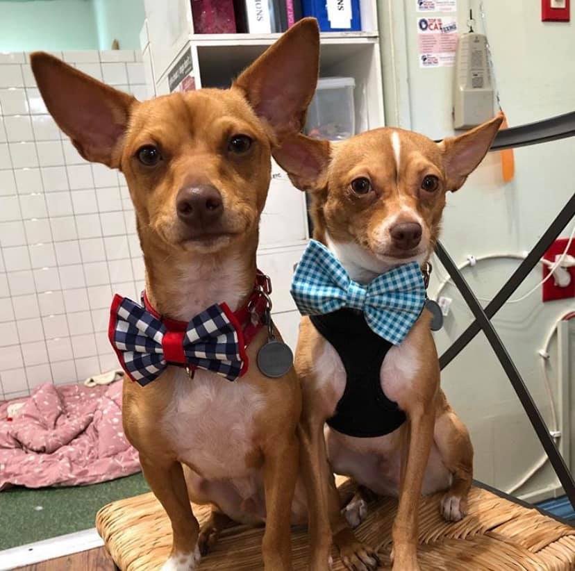 this photo illustrates why bowties make dogs cuter