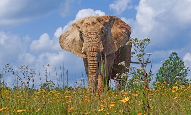 this photo shows an elephant in a field of wild flowers at the Elephant Sanctuary located in Hohenwald, Tennessee