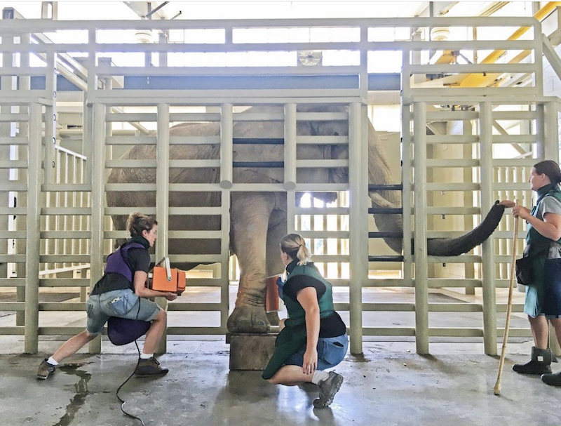 this photo shows several vet techs working with a huge elephant at the Elephant Sanctuary in Hohenwald, Tennessee
