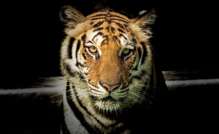this photo shows a tiger, one of the many endangered species imperiled by the global extinction crisis