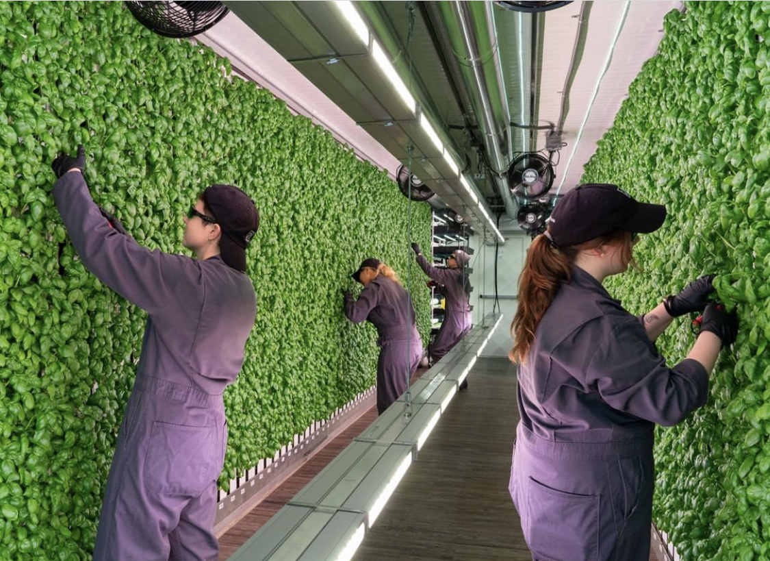 this is a photo of vertical farming at Square Roots, founded by Kimbal Musk