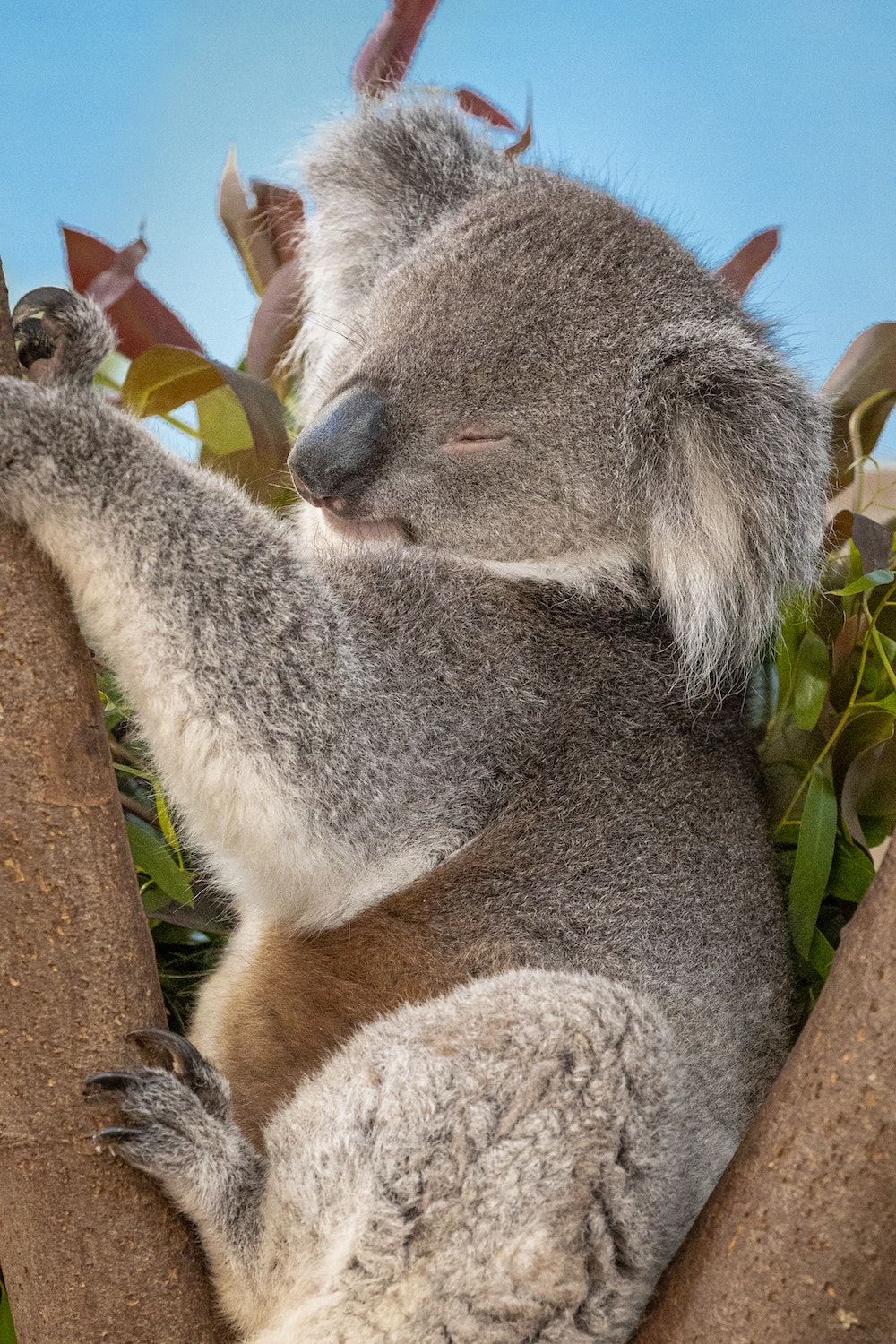 this picture of a koala illustrates species threatened by the global extinction crisis