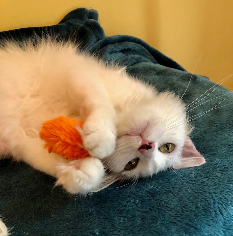 this photo shows a beautiful white cat up for adoption at Kitten Angels in Schenectady NY