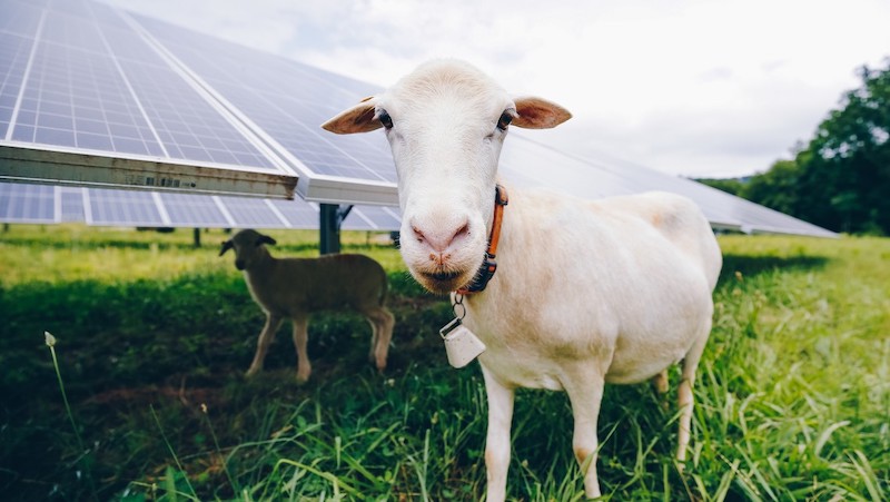 this photo shows a sheep grazing on the grass around Furman University's solar farm