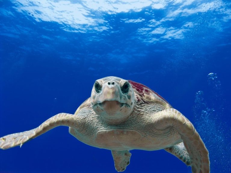 this photo shows a turtle and illustrates the article's explanation as to why turtles eat plastic in the ocean