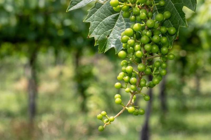 this photo shows grapes being grown for the University of Kentucky Winery.