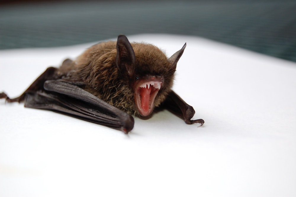 this photo shows a bat looking ready to bite, although not all bats carry rabies