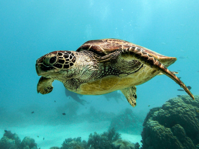 this photo shows a swimming sea turtle which could be exposed to the dangers of micro plastic pollution